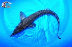 Nabízím VELKÉ JESETERY