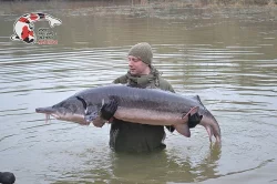 Nabízím VELKÉ JESETERY