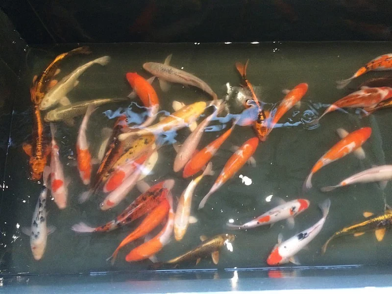 KOI 35-40cm