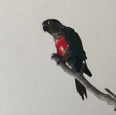 Pyrura červenobřichý