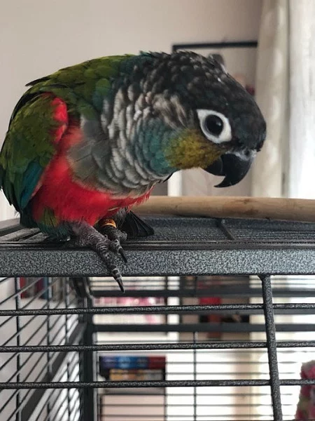 Pyrura červenobřichý