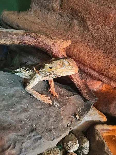 Agama Vousatá ZDARMA