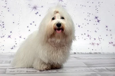 Coton de Tuléar s PP