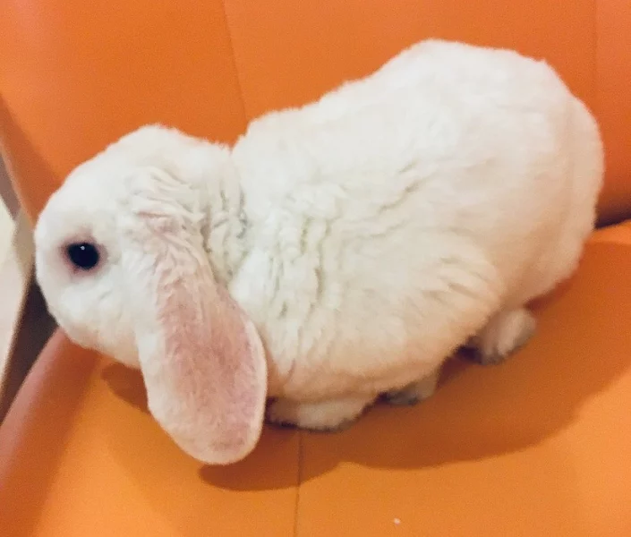 Bílý rex kralík ke krytí