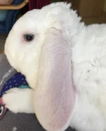 Bílý rex kralík ke krytí