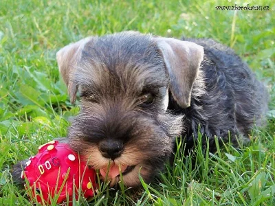 Knírač malý pepř a sůl s PP