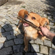 Hledáme fenku ke krytí