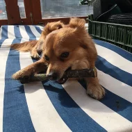 Hledáme fenku ke krytí