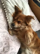 Hledáme fenku ke krytí