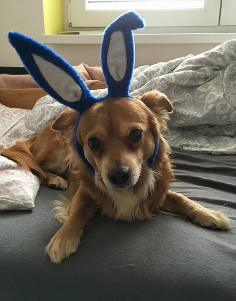 Hledáme fenku ke krytí