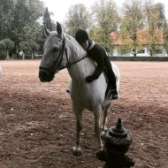 Hledám výuku jízdy na koni/ pozdější pronájem koně