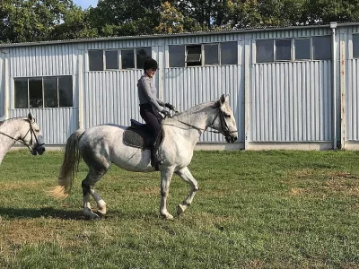 Hledám výuku jízdy na koni/ pozdější pronájem koně