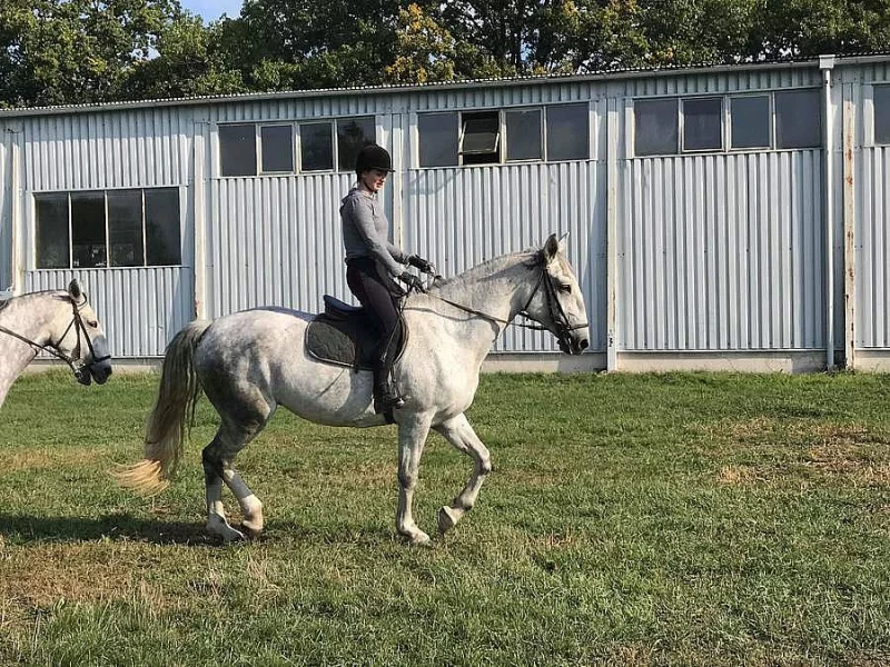 Hledám výuku jízdy na koni/ pozdější pronájem koně