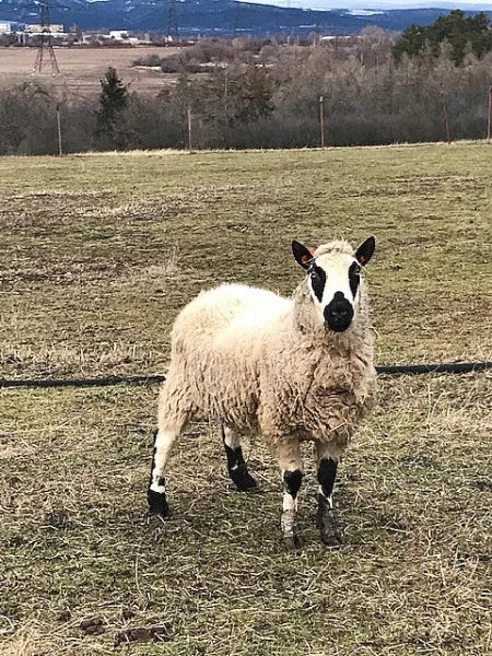 Plemenný beran Kerry Hill
