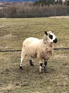 Plemenný beran Kerry Hill