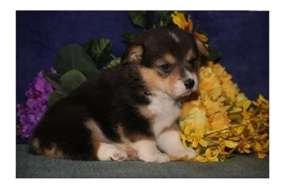 Přátelské velšské Corgi (Pembroke) Štěňata