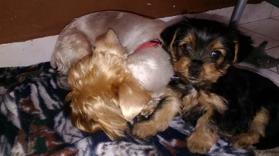 Yorkshirka hledá ženicha