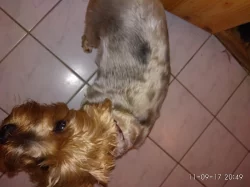 Yorkshirka hledá ženicha