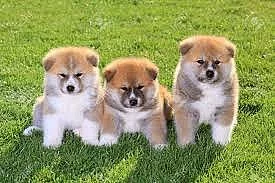 Rodinná štěňátka Akita Inu