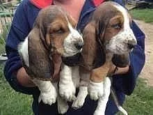 dvě štěňata Baset Hound