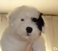 2 zdravá štěňátka Bobtail pro domácí  .