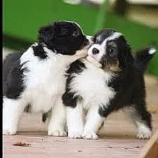 štěňata s PP FCI Border kolie