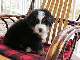 Štěňata Bernský salašnický pes