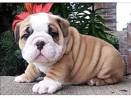 Rozkošná anglická buldok štěňata