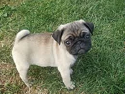 Mops štěňata