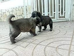 Štěňata kavkazského ovčáka,