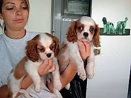 Kavalír king charles Adopce štěňata