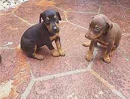 dobře připravená štěňátka Dobermanna připravena