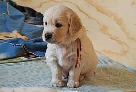 Dva štěňata zlatý retrívr trénovaný doma