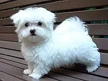 dobře vycvičená maltská štěňátka