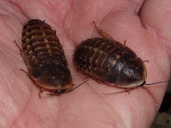 Nejlevnější švábi u nás,