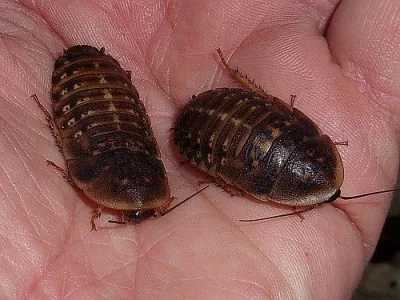 Nejlevnější švábi u nás,