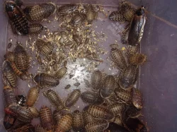 Nejlevnější švábi u nás,