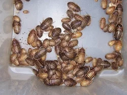 Nejlevnější švábi u nás,