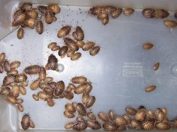 Nejlevnější švábi u nás,