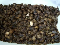 Nejlevnější švábi u nás,