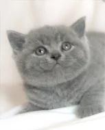 Britská koťata s PP modrá, modrobílá