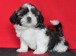 Shih-tzu, ši-tzu štěňátka s PP