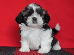Shih-tzu, ši-tzu štěňátka s PP