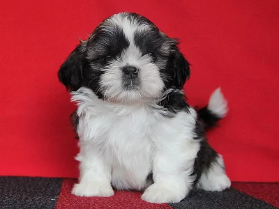 Shih-tzu, ši-tzu štěňátka s PP