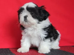 Shih-tzu, ši-tzu štěňátka s PP