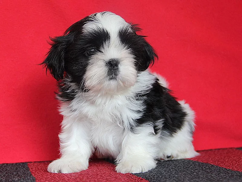 Shih-tzu, ši-tzu štěňátka s PP