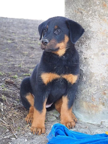 Beauceron s PP