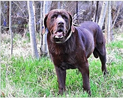 Daruji hnědého Labradorského retrívra