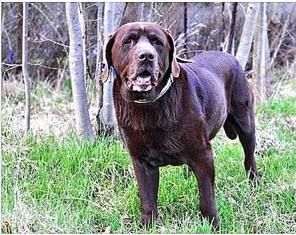 Daruji hnědého Labradorského retrívra