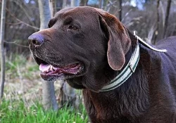 Daruji hnědého Labradorského retrívra